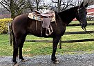Deion - Gelding in Oley, PA Deion - Gelding in Oley, PA