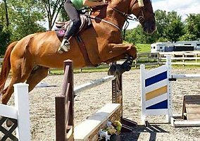 Warmblood