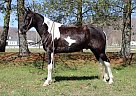 Spotted Saddle - Horse for Sale in , KY 40207