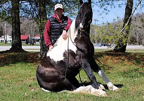 Spotted Saddle Horse (Spotted Saddle Horse, Gelding) in KY