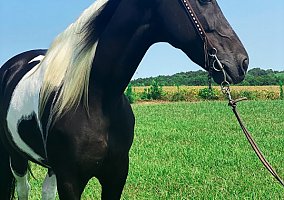 Spotted Saddle Horse (Spotted Saddle Horse, Gelding) in KY