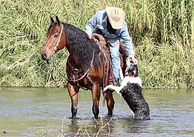 Quarter Horse (Quarter Horse, Gelding) in KY