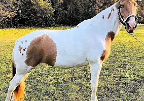Spotted Saddle Horse (Spotted Saddle Horse, Mare) in KY
