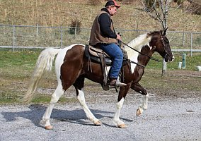 Spotted Saddle Horse (Spotted Saddle Horse, Gelding) in KY