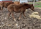 Smarty - Mare in Chamois, MO Smarty - Mare in Chamois, MO
