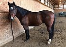 Bay - Stallion in Chamois, MO Bay - Stallion in Chamois, MO