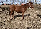 Cutter - Stallion in Chamois, MO Cutter - Stallion in Chamois, MO