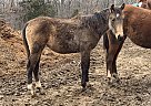 Lucky - Mare in Chamois, MO Lucky - Mare in Chamois, MO