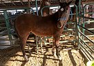 Kaylee - Mare in Chamois, MO Kaylee - Mare in Chamois, MO