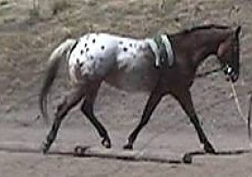 Appaloosa (Appaloosa, Stallion) in Emmett, ID
