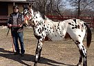 Appaloosa - Horse for Sale in Princeton, IL 61356