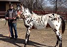 Appaloosa - Horse for Sale in Princeton, IL 61356 Appaloosa - Horse for Sale in Princeton, IL 61356