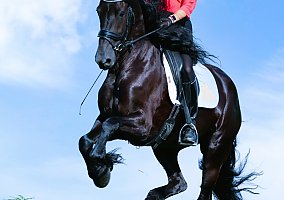 Friesian (Friesian, Gelding) in Belvedere Tiburon, CA