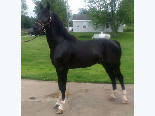Hackney Stallion Hackney Horse For Sale In Goshen In Hackney Stallion Hackney Horse For Sale In Goshen In