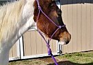 Half Arabian - Horse for Sale in Leander, TX 78641