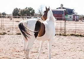 Arabian (Arabian, Mare) in Leander, TX