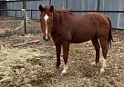 George - Gelding in Cross Plains, TX George - Gelding in Cross Plains, TX