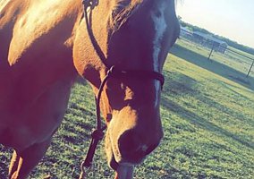 Quarter Horse (Quarter Horse, Mare) in Krum, TX