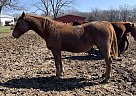 Jackie - Mare in Chamois, MO Jackie - Mare in Chamois, MO