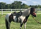 Jigsaw - Mare in Boerne, TX Jigsaw - Mare in Boerne, TX