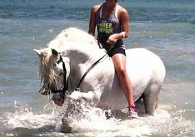 Andalusian / PRE (Andalusian / PRE, Stallion) in Miami, FL