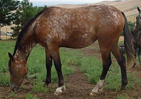 Appaloosa (Appaloosa, Mare) in Emmett, ID