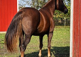 Missouri Fox Trotter (Missouri Fox Trotter, Mare) in Newton Falls, OH