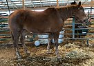 Penny - Mare in Chamois, MO Penny - Mare in Chamois, MO