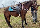 Quarter Horse - Horse for Sale in Opelika, AL 36801