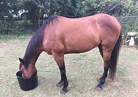 Quarter Horse (Quarter Horse, Gelding) in Opelika, AL