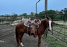 Quarter Horse - Horse for Sale in Garrison, TX 7946