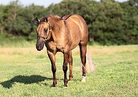 Quarter Horse (Quarter Horse, Gelding) in KY