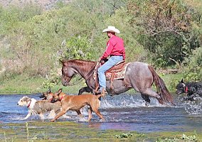 Quarter Horse (Quarter Horse, Gelding) in KY