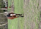Arabian - Horse for Sale in FredericksonTacoma, WA 98446