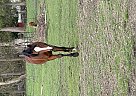 Arabian - Horse for Sale in FredericksonTacoma, WA 98446 Arabian - Horse for Sale in FredericksonTacoma, WA 98446