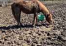 Reiner - Mare in Chamois, MO Reiner - Mare in Chamois, MO