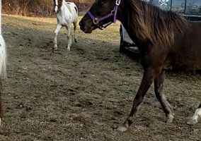 Rocky Mountain (Rocky Mountain, Mare) in Wellsville, OH