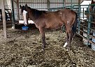Honor - Stallion in Chamois, MO Honor - Stallion in Chamois, MO