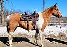 Paint - Horse for Sale in Sebeka, MN 56477 Paint - Horse for Sale in Sebeka, MN 56477