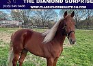 Tennessee Walking - Horse for Sale in Dyersburg, TN 38024