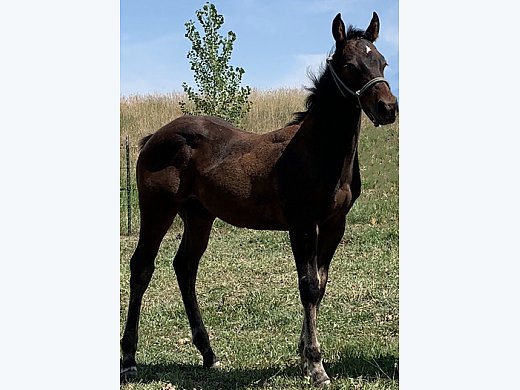 Speed Bred QH Gelding