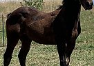 Quarter Horse - Horse for Sale in Bozeman, MT 59718