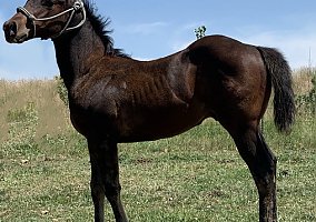 Quarter Horse (Quarter Horse, Gelding) in Bozeman, MT