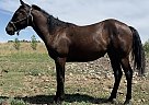 BLUE ROCK ROLL - Gelding in Bozeman, MT BLUE ROCK ROLL - Gelding in Bozeman, MT
