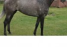 Thoroughbred - Horse for Sale in Port Orange, FL 32127