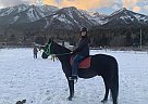 Tennessee Walking - Horse for Sale in Fernie, BC V0B1M6