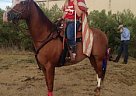 Paint - Horse for Sale in Grapevine, TX 76051