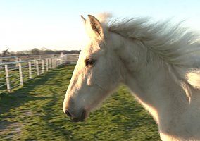 Andalusian / PRE (Andalusian / PRE, Stallion) in Roane, TX