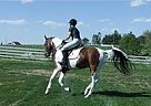 The Moniker, AKA Monty Arabian Gelding