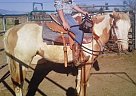 Paint Colts For Sale Paint Stallion